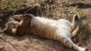 Барханный Кот - кот который говорит гав и может долго не пить воду