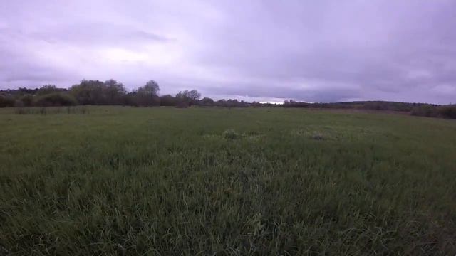 Натаска курцхаара по куропатке. смотреть онлайн