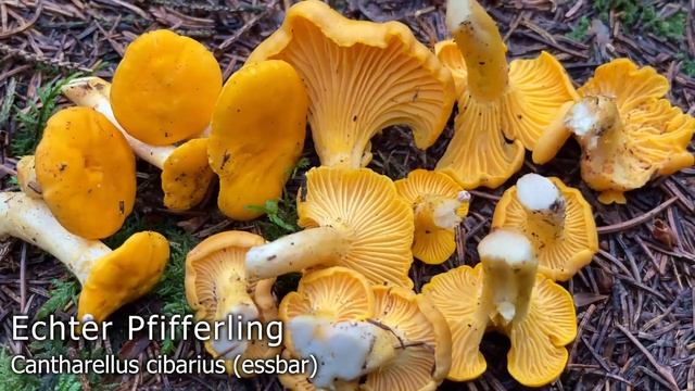 Pilze im August | Die bei uns häufigsten Speisepilze der letzten Jahre im Pilzmonat August смотреть онлайн