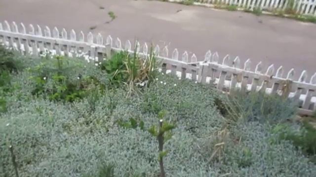 Смоковница в палисаднике 07 05 2020 смотреть онлайн