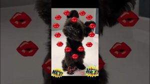 собачка привет