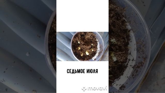 наши улитки отложили яйца 🤯и из яиц вылупились улитки смотреть онлайн