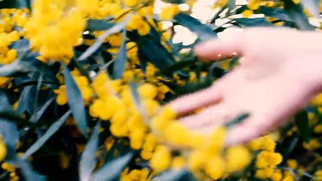 Мимоза | Mimosa 2017