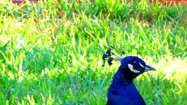 Марокко. Агадир. Зоопарк Какаду, пересвист, павлин. смотреть онлайн