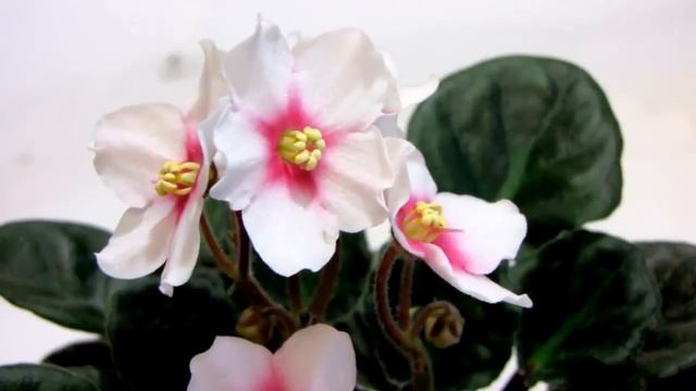 Humako Star (Humako) Видео обзор сорта фиалки. Юлия Датта смотреть онлайн