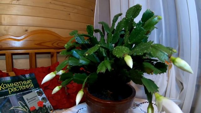 Декабрист - уход и цветение. Зигокактус шлюмбергера. Что делать, если не цветет декабрист смотреть онлайн