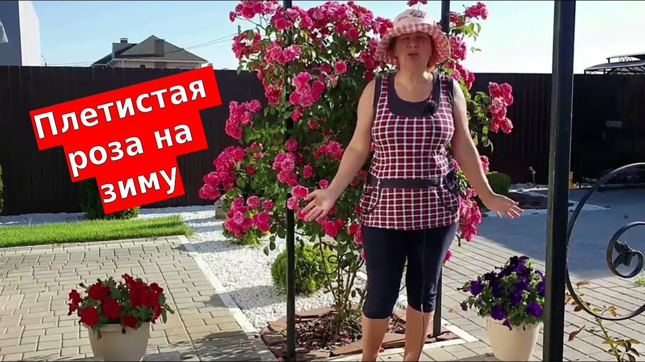 Как обрезать плетистую розу. Укрытие на зиму плетистой розы. смотреть онлайн