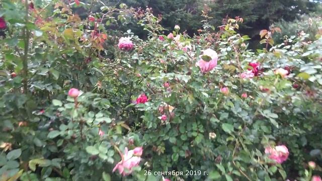 Видео обзор розы Джубили Селебрейшн (Английская) - Jubilee Celebration (Austin, 2002) смотреть онлайн