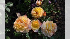 Catherine Laborde Rose