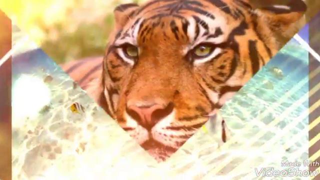 Фото животных смотреть онлайн