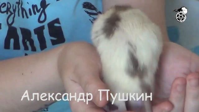 Крысаки, сентябрь 2019 смотреть онлайн