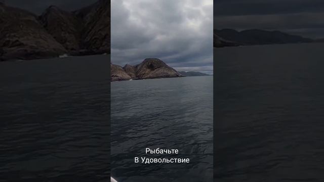 Дельфины резвятся в Баренцевом море. смотреть онлайн