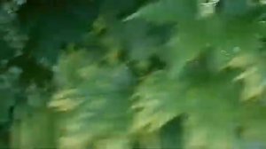 Клен Глобозум (Globosum) на третий год после прививки