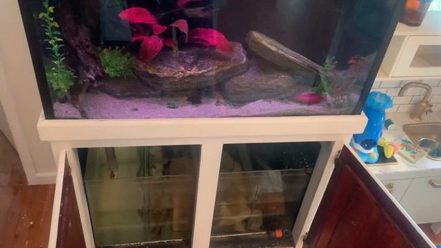 Are your fish gasping at the top? смотреть онлайн