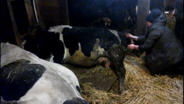 отел коровы большой теленок голштинизированный бык смотреть онлайн