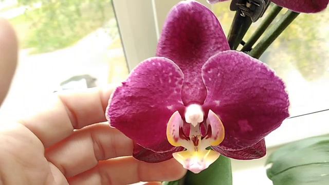 Что цветет на работе смотреть онлайн