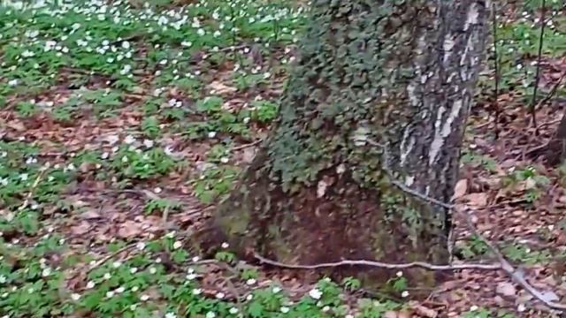 За грибами в весенний лес. смотреть онлайн