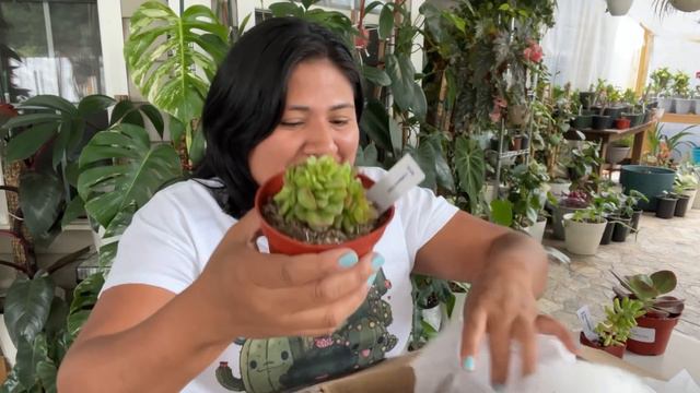 RECIBÍ UNA CAJA SORPRESA de The Next Gardener Suculentas hermosas vamos a regarlas y plantarlas смотреть онлайн