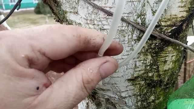 Как спускать березовый сок 2способа смотреть онлайн