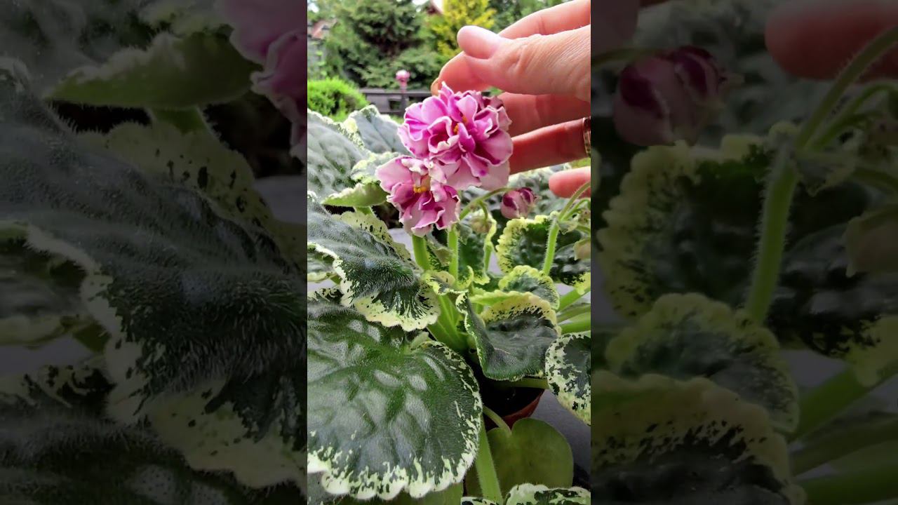 КФ-Беловежская Пуща. Химера. Начало цветения смотреть онлайн