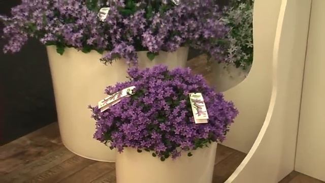 Addenda® Campanula 2010 смотреть онлайн