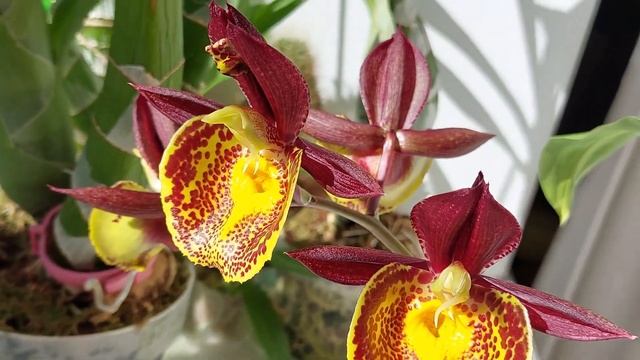 Первое цветение Catasetum Gerhard Leiste. Полет ярких птичек. Катасетум или орхидея морковка.