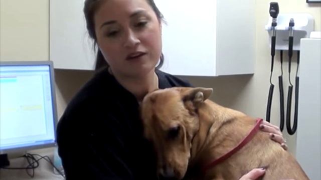 В приюте решили усыпить собаку. Но за 5 минут до процедуры произошло невероятное! смотреть онлайн