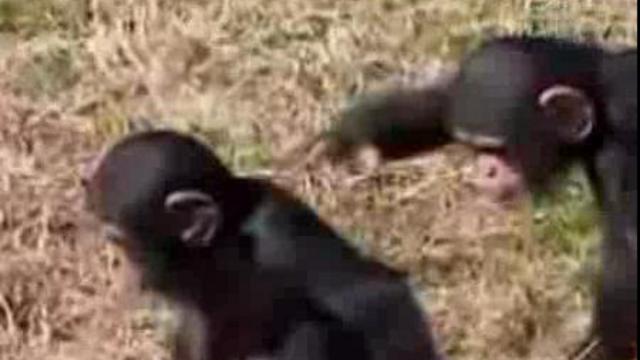 sdf смотреть онлайн