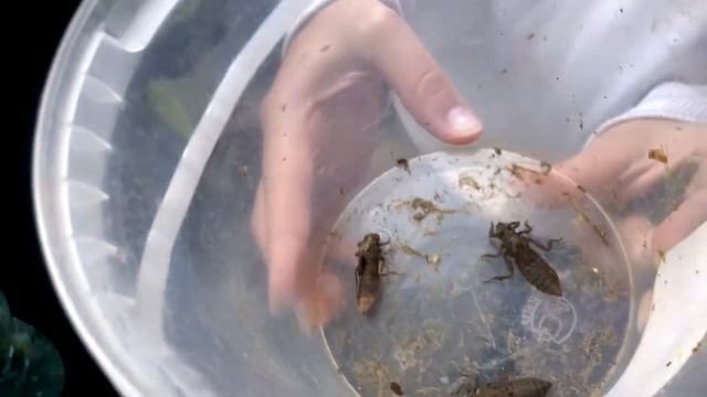 Личинка стрекозы часть 1 смотреть онлайн