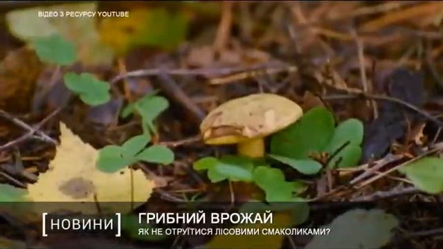 Як не отруїтися лісовими смаколиками? смотреть онлайн