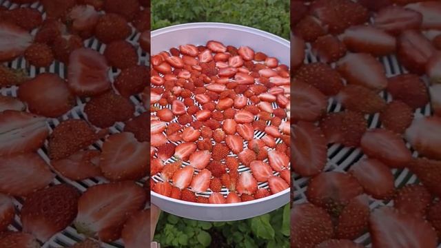 клубничные чипсы?#карелия#дача #рассада #клубника #сортоваяклубника#альбион#дачнаяжизнь смотреть онлайн