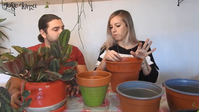 Trasplante de Maranta 🌱 | EstudioMagnolia.cl | Jorge Lanza смотреть онлайн