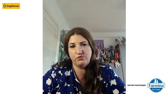 Папийоны мира: Германия. Прямой эфир с Yvonne Weber, Nightfire's Papillons. Papillons of the World смотреть онлайн