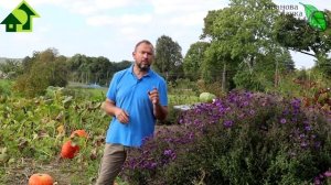 ЧТО ЭТО НА ЗЕМЛЯНИКЕ: КЛЕЩ или НЕМАТОДА? А какая, вообще,  разница!?!