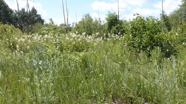 Сбор цветков таволги вязолистной смотреть онлайн