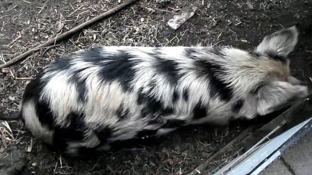 Волосатая свинья лондонского зоопарка смотреть онлайн