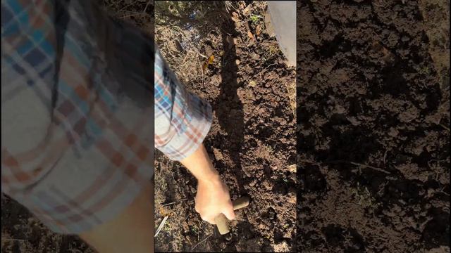 Planting allium bulbs. смотреть онлайн