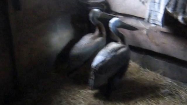 "ПЕЛИКАНЫ В с.СУСЛОВО АЛТАЙСКОГО КРАЯ" смотреть онлайн