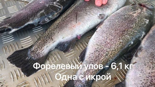 Улов 6,1 кг форели с икрой одна смотреть онлайн