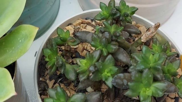 Ep.105- Atualizações de caules decapitados e suculentas com muitas brotacões смотреть онлайн