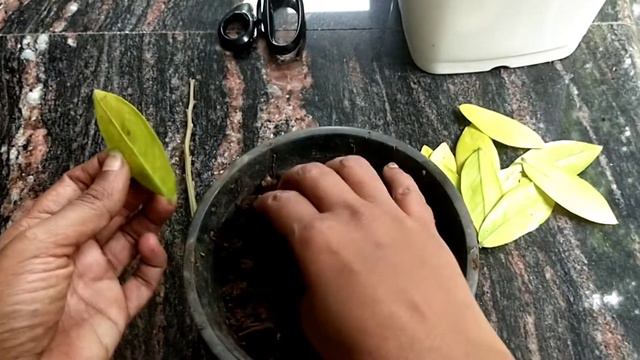 zzplant propagation malayalam #malayalam #plant care смотреть онлайн