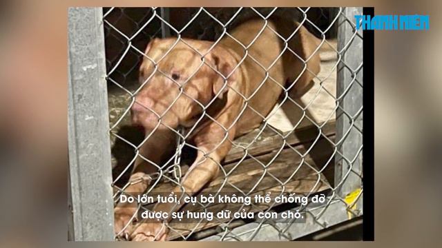 Bị chó Pitbull nặng hơn 40 kg tấn công, cụ bà tử vong смотреть онлайн