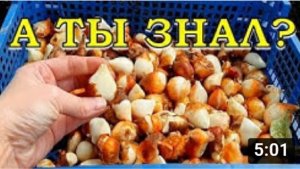 Сажаем ТЮЛЬПАНЫ правильно: КОГДА И КАК ???