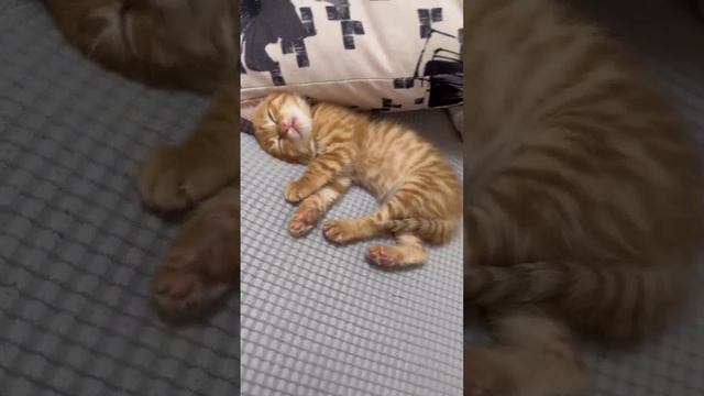 Засыпааааю смотреть онлайн