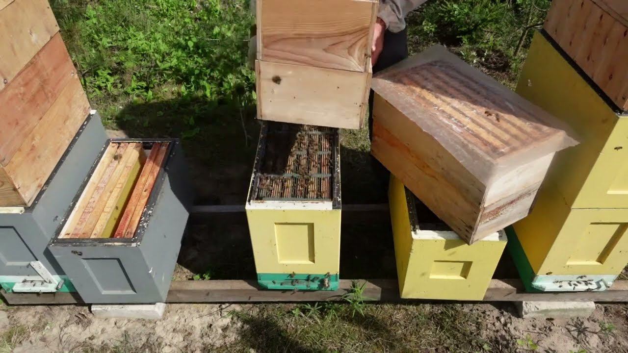 философия 6-ти рамочного улья смотреть онлайн