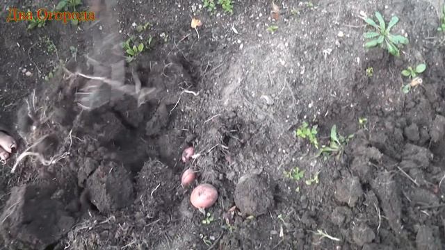 Итоги эксперимента над плодородием/Полный провал смотреть онлайн