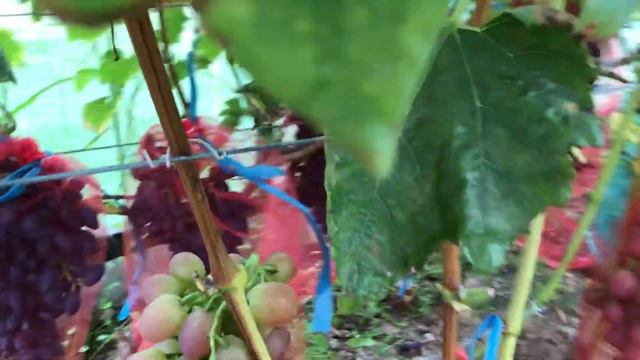 Виноград Надежда АЗОС