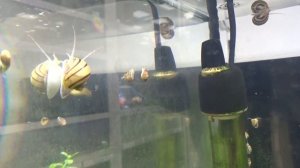 Улитка Спикси.