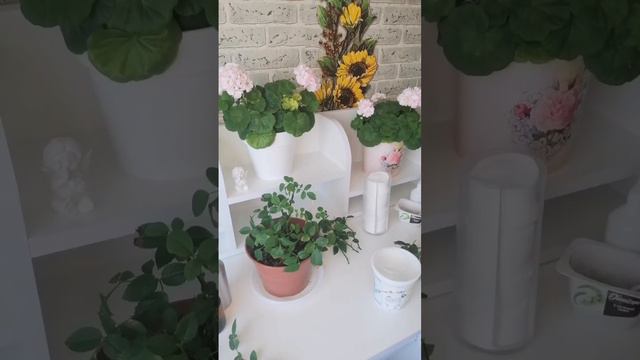 Как ухаживать за розой из магазина, справится даже новичок. смотреть онлайн