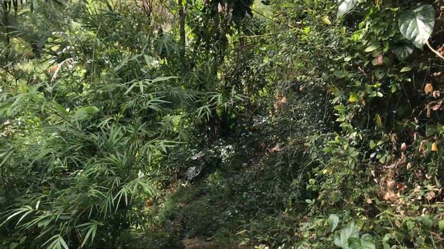 Vlog421: 1 HECTARE FARM LOT NEAR THE FARM AT SAN BENITO FOR SALE IN LIPA CITY BATANGAS PHILS SOLD смотреть онлайн